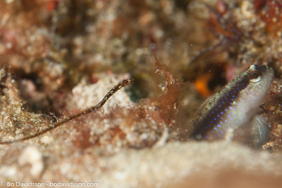BD-141021-Bali-5704-Micrognathus-andersonii-(Bleeker.-1858)-[Shortnose-pipefish].jpg